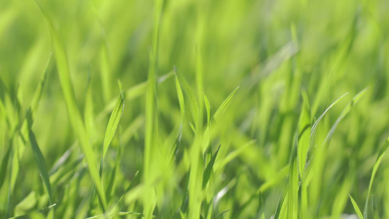 Closeup of green grass in a garden on a bright sunny day