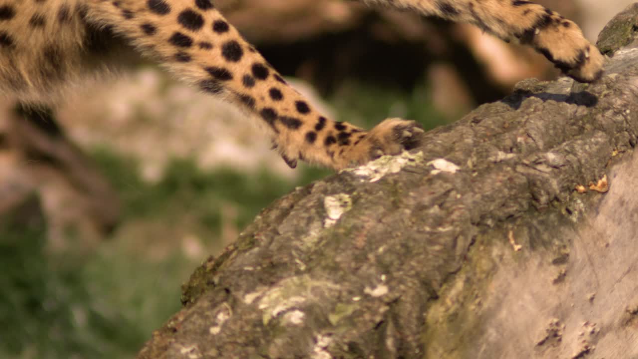 cheetah de cerca saltando en un árbol en súper cámara lenta
