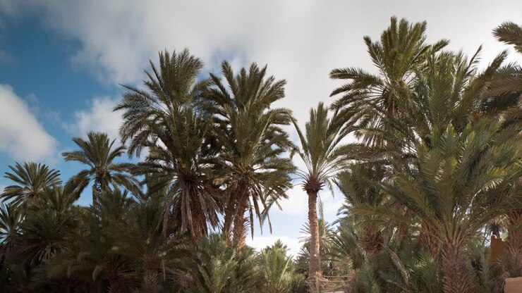 Oasis Palms 01