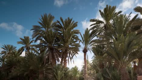 Oasis-Palms-01