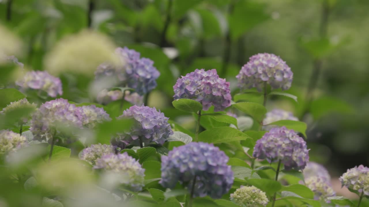 바람에 떠다니는 하드렌지아를 지나가며 활기찬 색으로