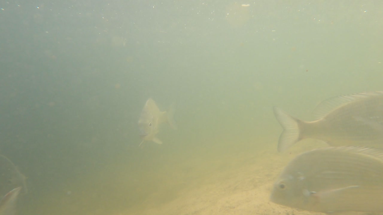 자연스러운 수중 환경에서 다양한 물고기를 관찰하는 것