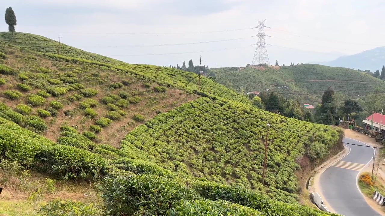 Riprese con drone della piantagione di tè di Mirik