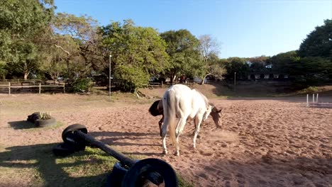 Horses-can-be-seen-roaming,-playing,-and-grazing-in-a-spacious-paddock-surrounded-by-lush-greenery-in-their-stables-at-yellow-wood-park-Durban