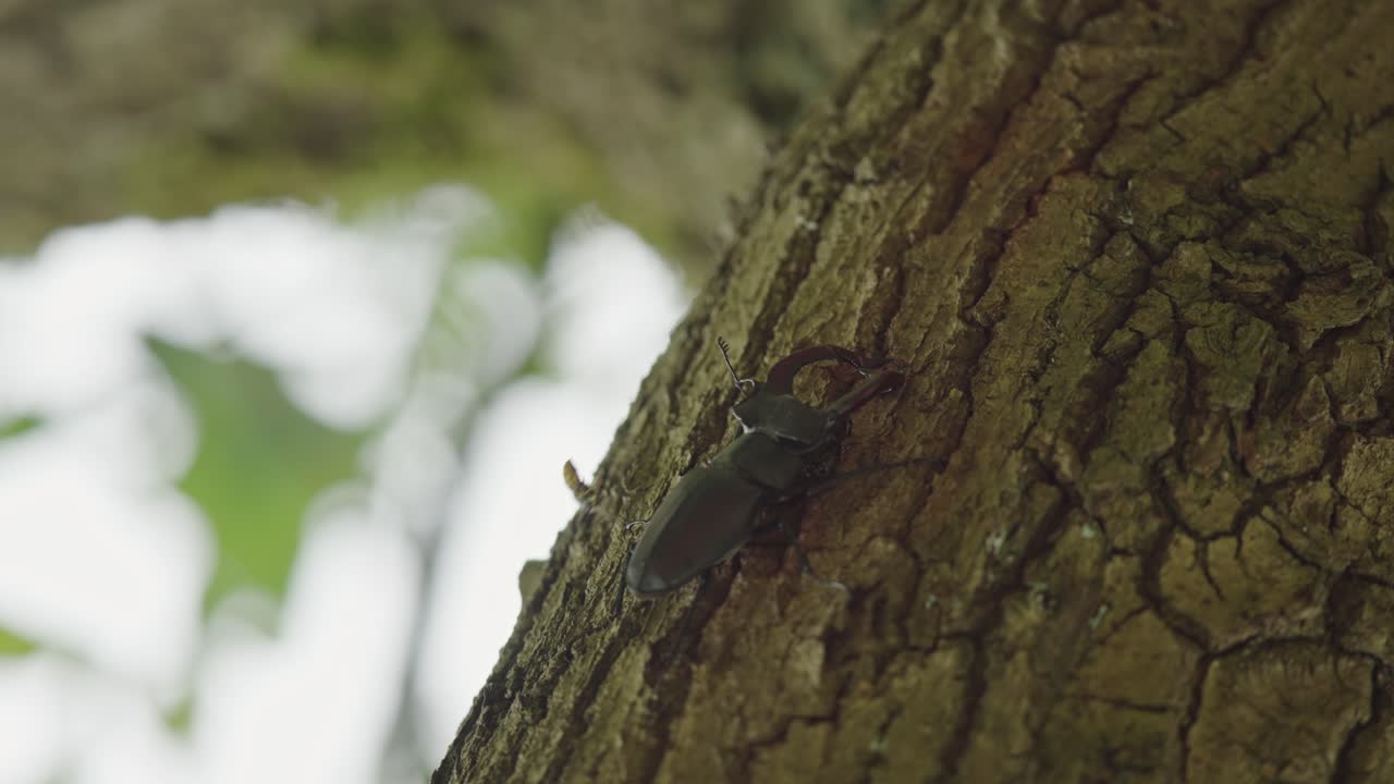 나무 줄기 에 서 있는 사