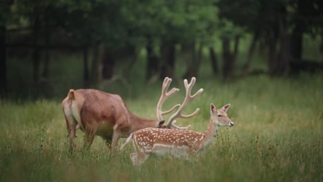 Hirschkuh-Mit-Grasendem-Bock-Im-Hintergrund-Im-Farran-Park-Cork,-Irland