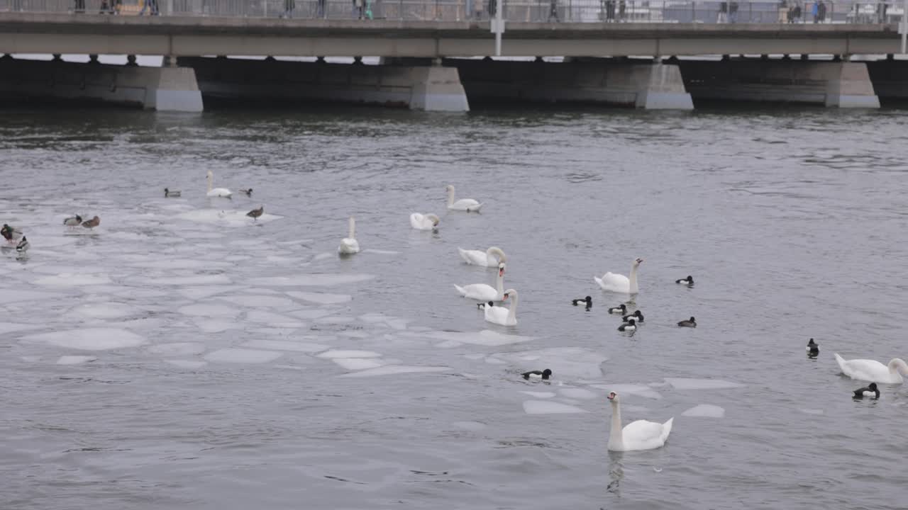 스웨덴 스 ⁇ 홀름 의 떠다니는 얼음 이 있는 강 에서 겨울 에 수영 하는 백조 와 반지 목 오리
