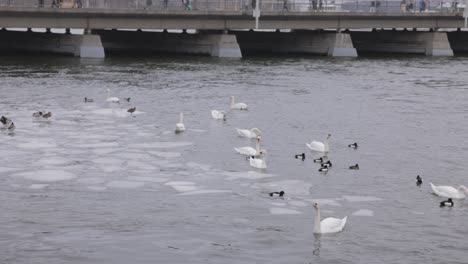 swans and ring neck ducks during winter swimming on the river with floating ice in stockholm, sweden