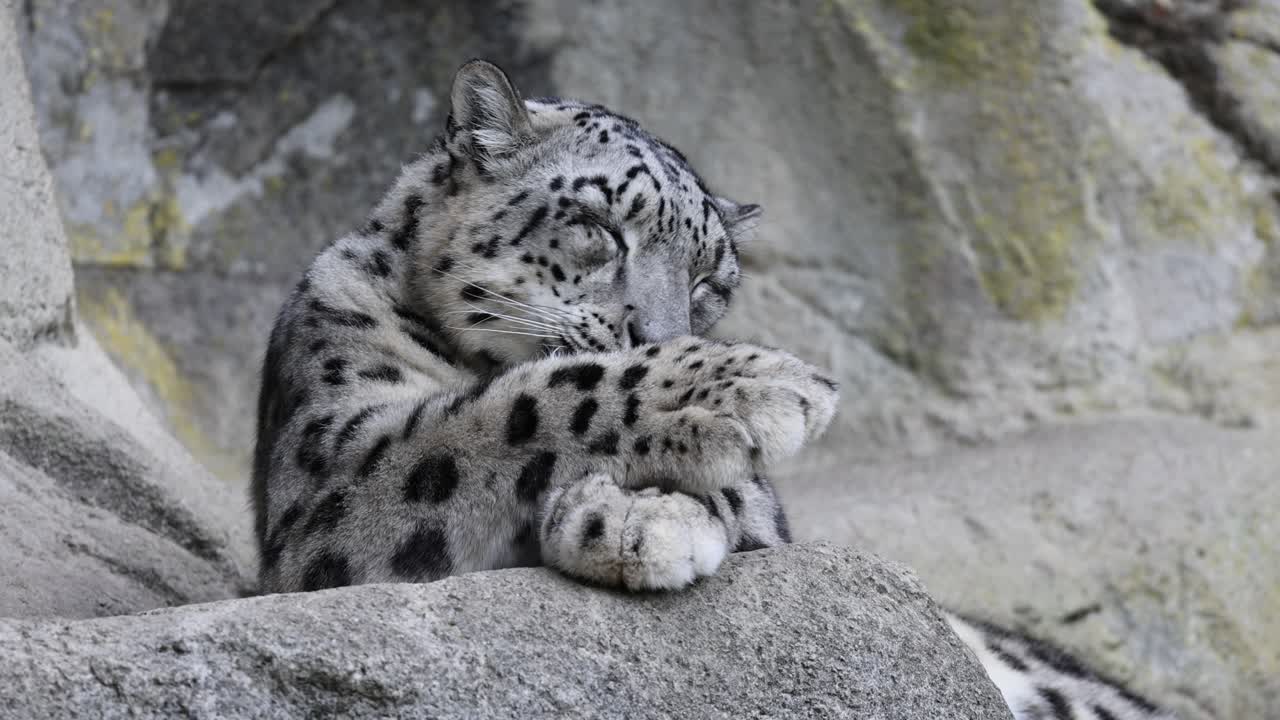 plano de cerca del leopardo de las nieves lamiendo las patas con la lengua descansando en la roca, cámara lenta