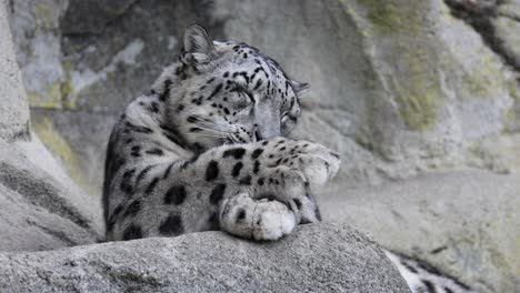 close up shot of snow leopard licking paws with tongue resting on rock, slow motion