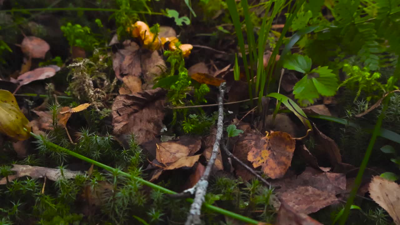 Close up view of golden chanterelle mushroom growin in the middle of tall grass and fallen autumn brown leaves in a forest. Moss visible, shallow depth of field and bokeh blurry background