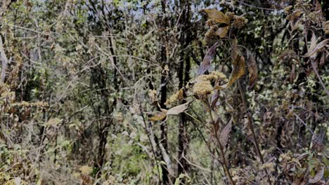 fotografía corta de la naturaleza seca en un bosque mexicano