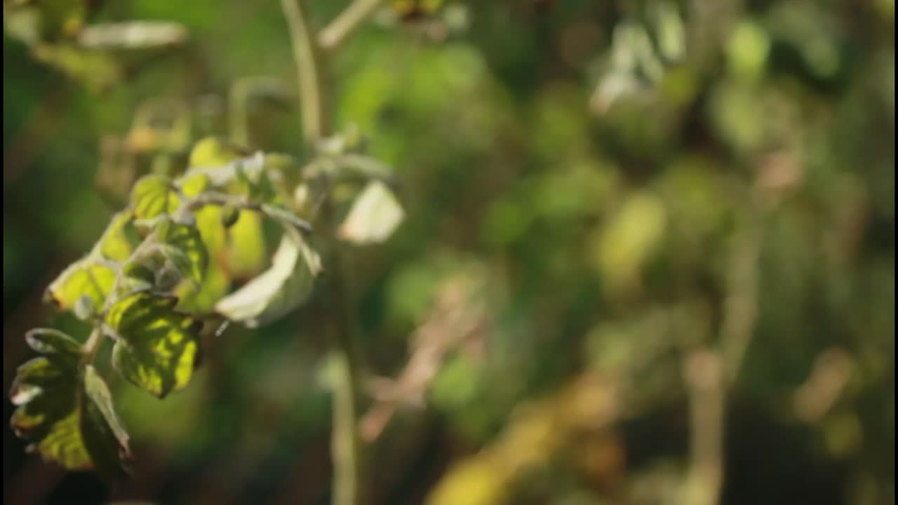 primer plano de una planta de tomate