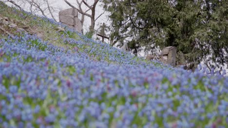 Rack-Fokus-Von-Blauen-Leberblümchen,-Die-Auf-Einem-Hügel-Blühen,-Bis-Zu-Einem-Alten-Metallkreuz-Mit-Blick-Auf-Den-Friedhof