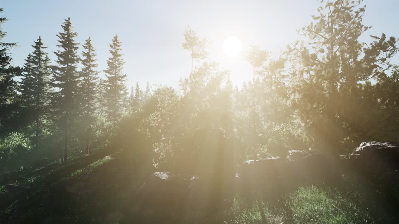 건강 한 숲 에 있는 초록색 나무 들