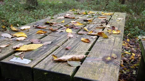 autumn woodland wooden picnic table covered in seasonal countryside leaves foliage dolly left