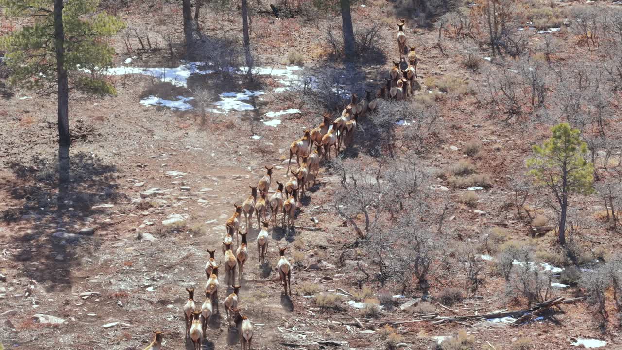 Un grande branco di alci si sposta attraverso una radura rocciosa di montagna con chiazze di neve invernale. I pini sparsi e la vegetazione dormiente definiscono un classico habitat di selvaggina di grossa taglia e un percorso migratorio naturale.