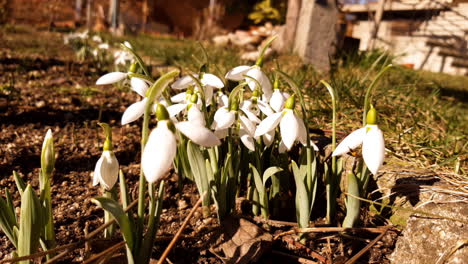 Schneeglöckchen-Und-Biene