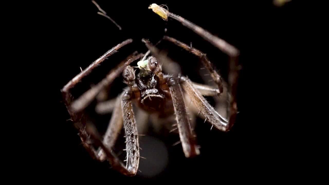 거미가 촉수로 녹색 곤충을 잡고 먹는 동안 거미줄을 잡고 있습니다.