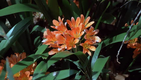 TILT-UP-Orange-and-Yellow-Natal-Lily-Plant