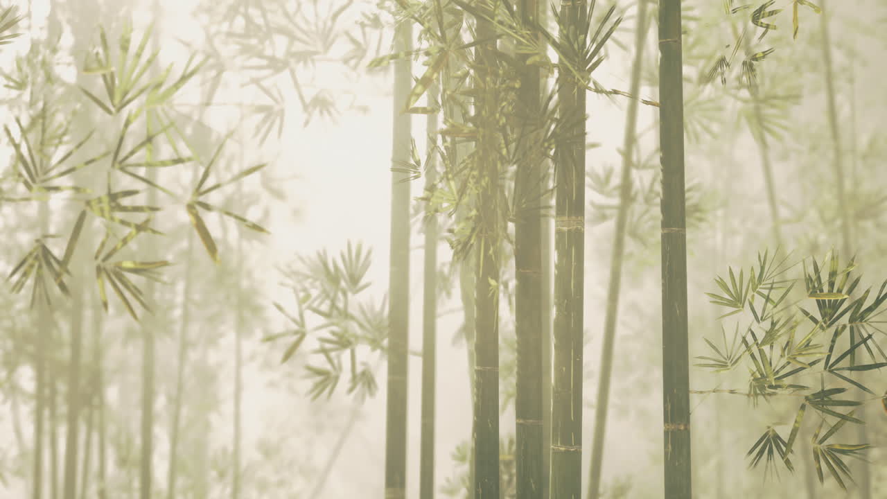 Serene bamboo forest with mist enveloping green foliage in morning light