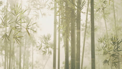 serene bamboo forest with mist enveloping green foliage in morning light