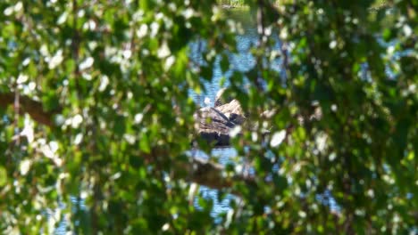 Natural-background-with-Summer-vibe,-resting-seagull-seen-through-bokeh-birch-leaves-in-4K-slow-motion,-long-shot