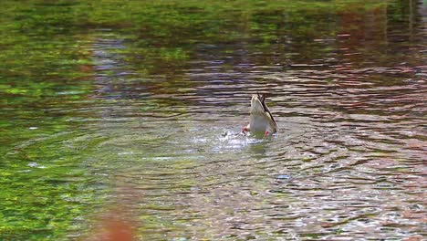 pato en el agua buceando tratando de arrebatar comida del lago con las piernas agitándose fuera del agua