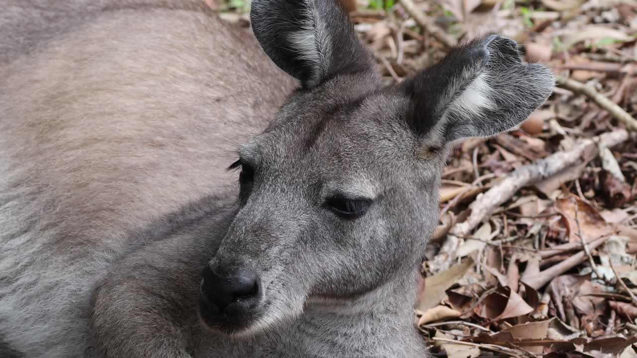 un canguro tendido en el suelo, mirando a su alrededor