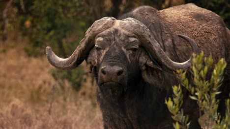 close-up of a majestic african buffalo