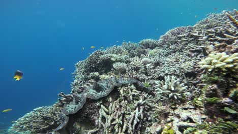 In-the-pristine-waters-of-Raja-Ampat,-Indonesia,-a-giant-clam-rests-among-thriving-coral-reefs