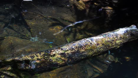 small blue dragonflies buzz around a stream in nui chua national park