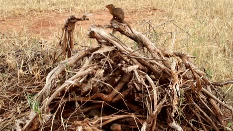 Close-up-of-Mongoose-on-top-of-dead-tree-branches,-observing-surrounding,-tilt