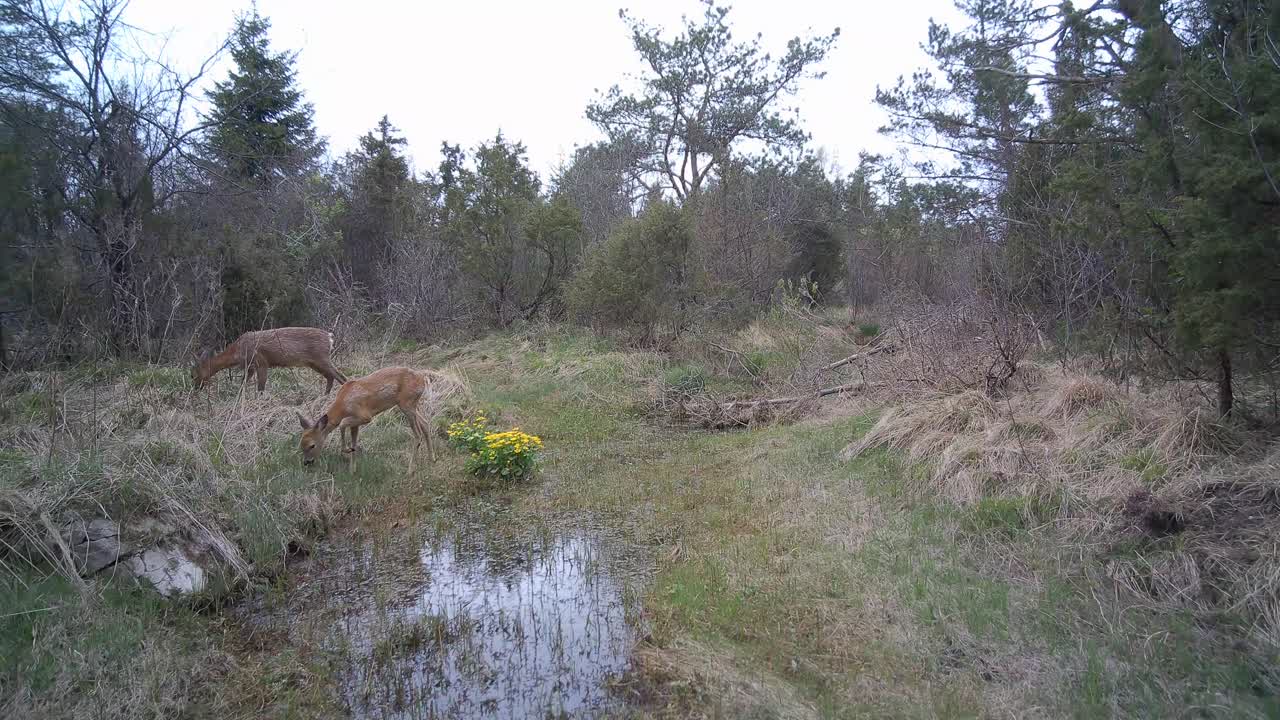 Dva srnci (Capreolus capreolus) hledající potravu na dně vyschlého potoka v Saaremaa, Estonsko