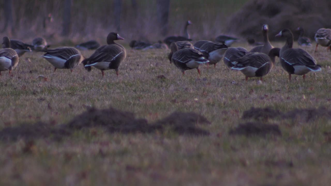 el ganso silvestre come hierba e insectos.