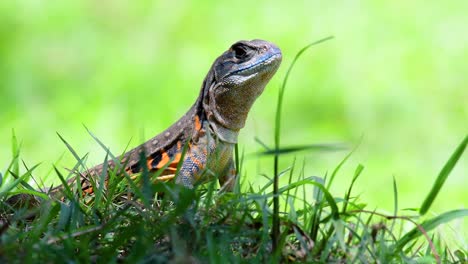 La-Lagartija-Mariposa-Es-Una-Especie-De-Iguana,-La-Piel-Está-Manchada-De-Naranja,-Verde-Oliva,-Manchas-Blancas-Y-Azules