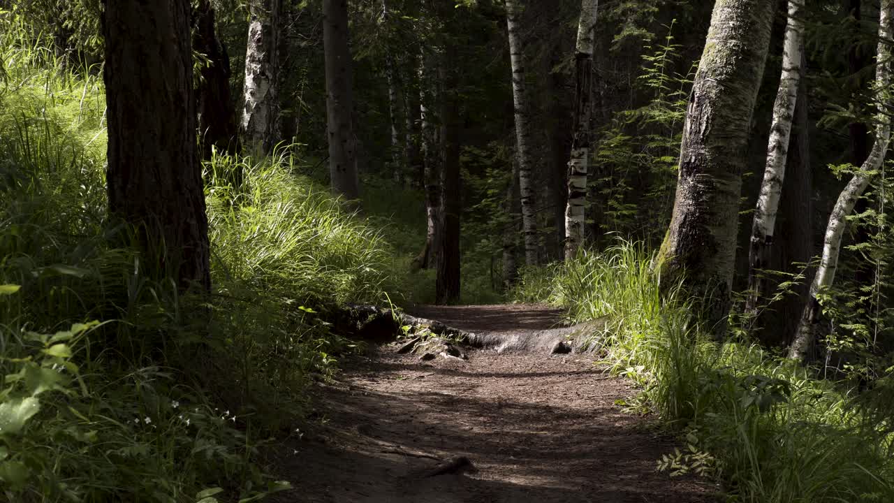 luce solare del sentiero forestale