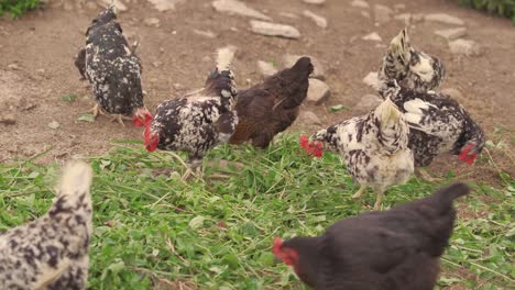 pollos de corral rascando y picoteando el alimento