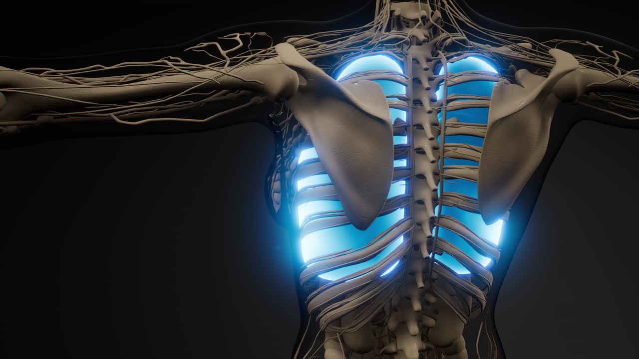 рентгенологическое обследование легких человека