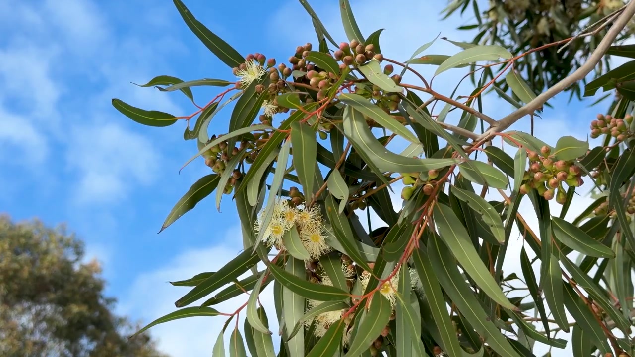 Nærbilde av grener fra et innfødt australsk eukalyptustre som svaier mot en blå himmel i Dubbo