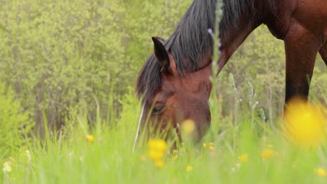 caballos pastando en un prado verde en un paisaje de montaña.