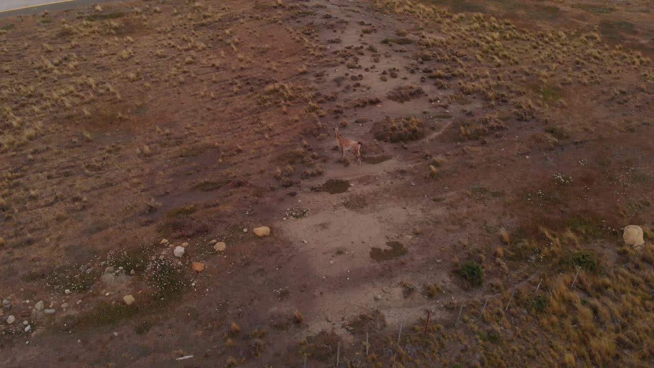 воздушный снимок в патагонской пустыне с гуанако ламой местного животного, гуляющего по южноамериканской земле
