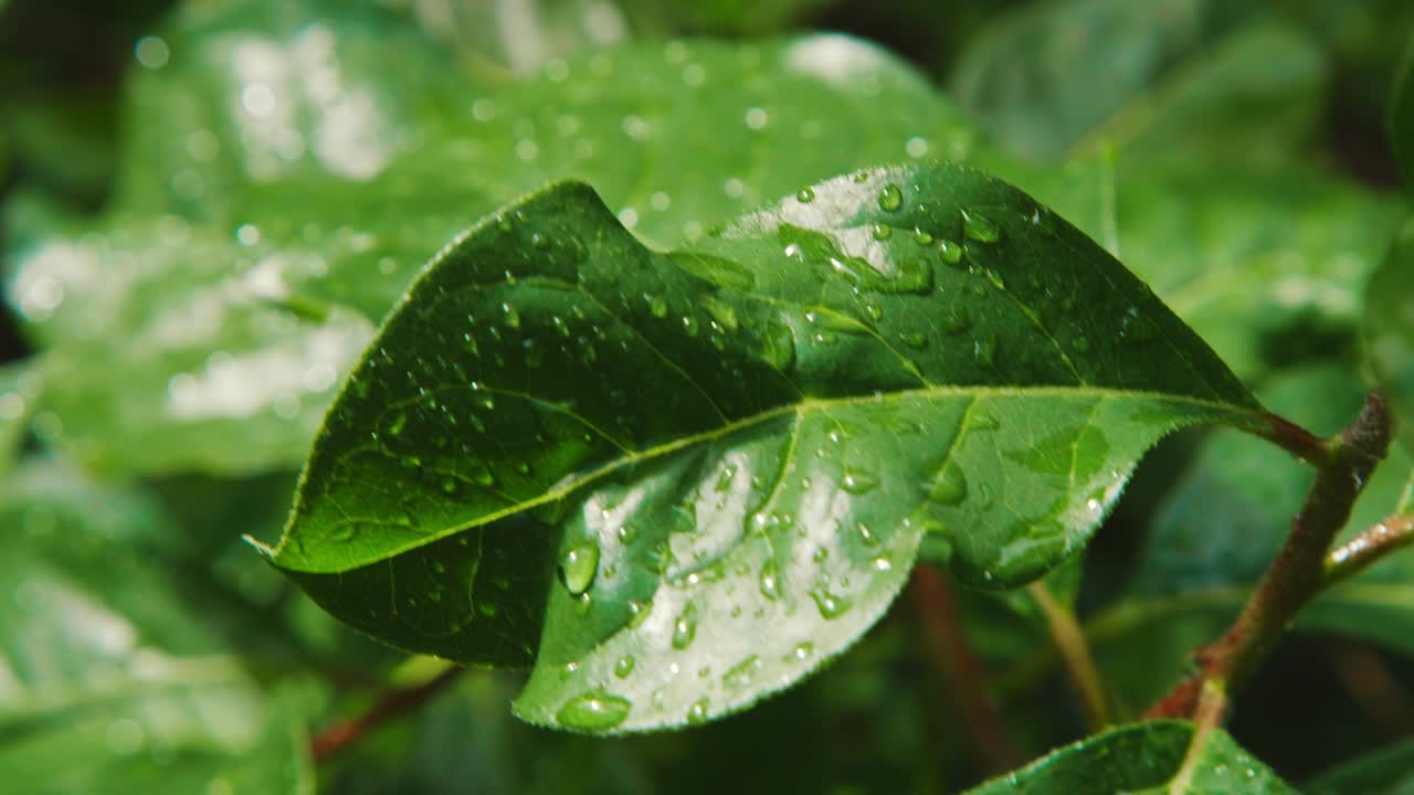cámara lenta cerca de gotas de lluvia frescas en hojas verdes brillantes, día soleado