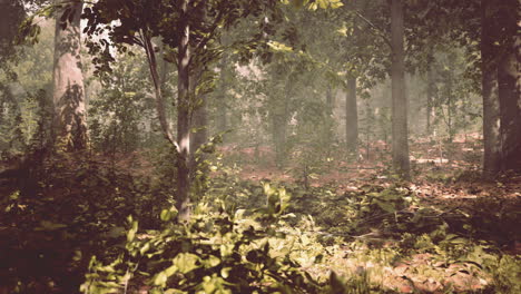 Sonnenlicht-Im-Grünen-Wald-Im-Frühling