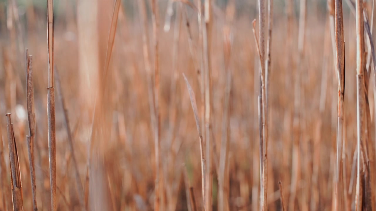 Slow motion di erba alta secca in un campo