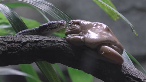 savu island python se acerca a la rana arborícola blanca encaramada en una rama de árbol