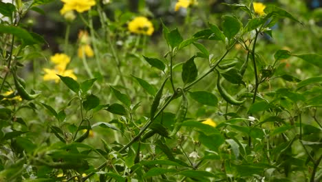 green chilis - yellow flowers