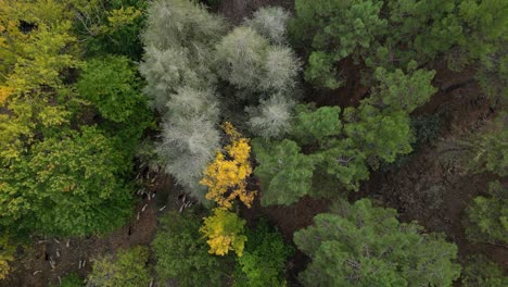 Forest in autumn season