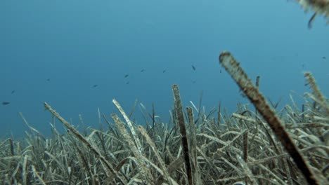 diving under the sea over seagrass bed with reef fish swimming at jerusalem beach in greece