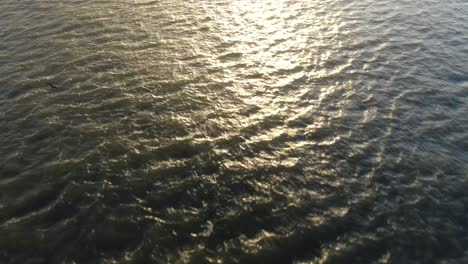 looking down at native hawaiian seabirds flying and diving for fish food in the ocean during sunrise